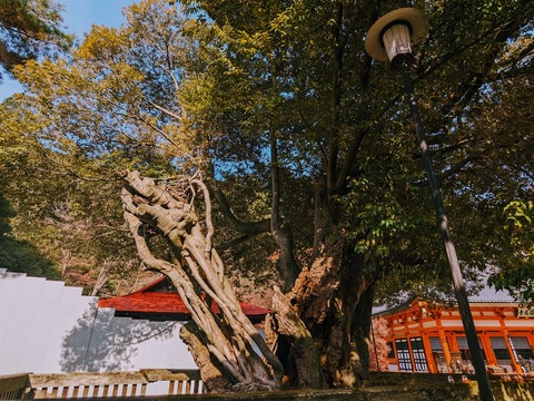 26.巨木