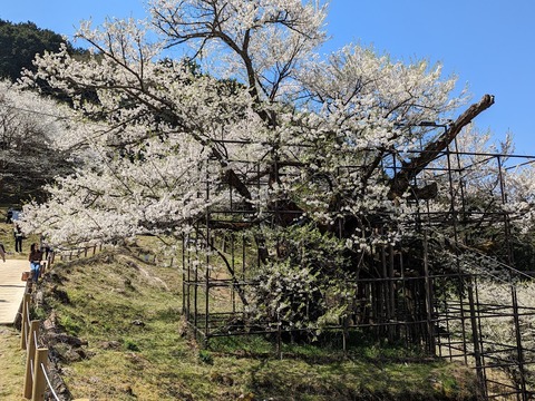 樽見の大桜16