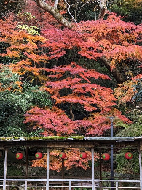 04.箕面川床8