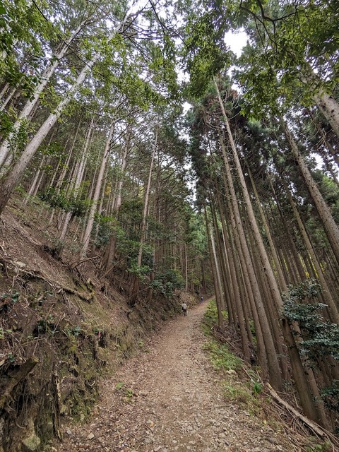 21.登山道11