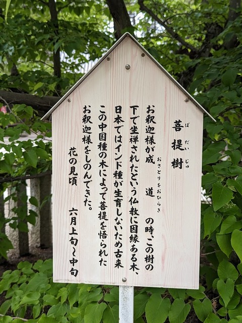 菩提樹解説