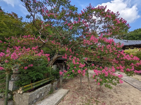 百日紅