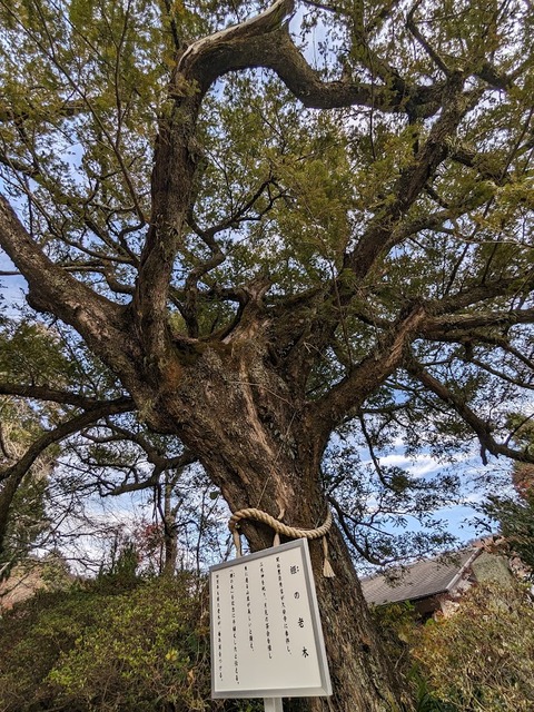 07.かやの木