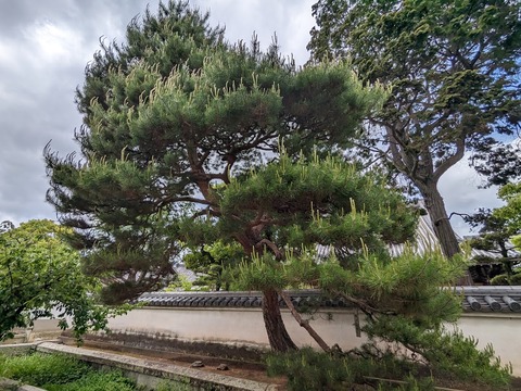 寶生の赤松