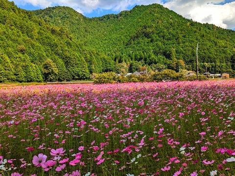 22.コスモス園5