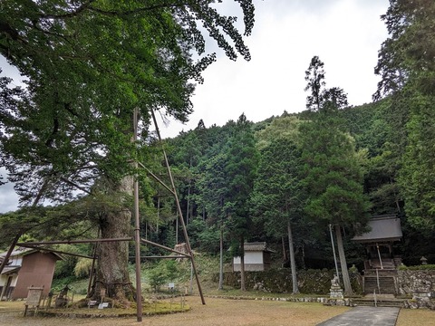 本殿と千年モミ