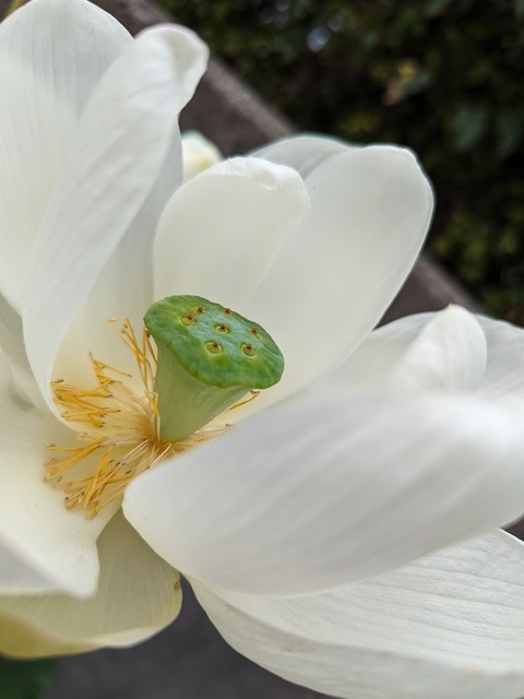 蓮の花