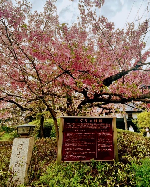 01.櫻守公園2
