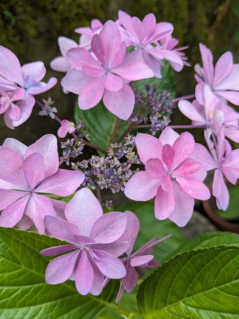 あじさいピンク