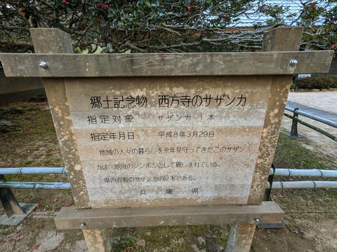 13.さざんか解説
