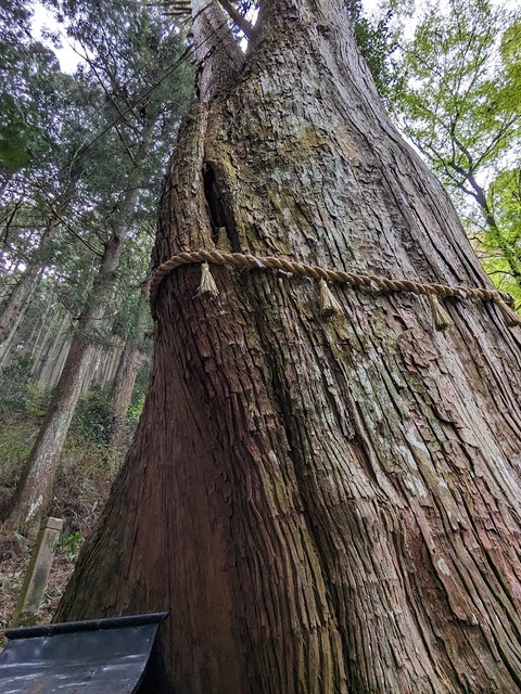 夫婦杉3