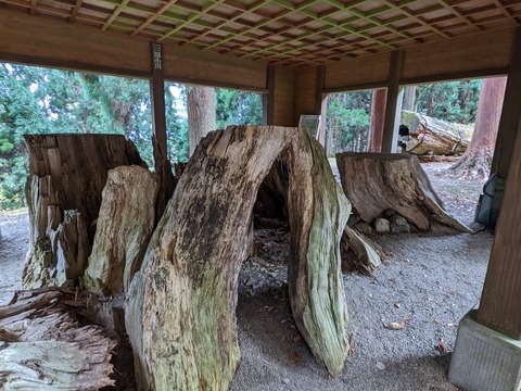 妙見の大スギの根