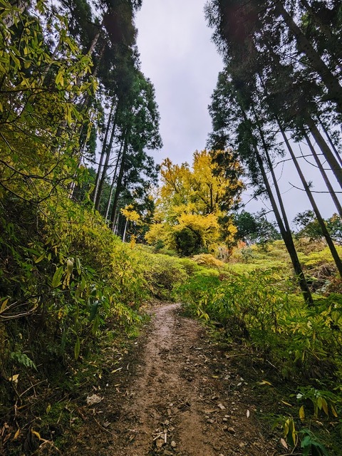 21.登山道13