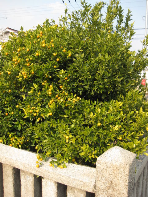 画像 004