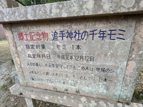 追手神社のモミ3