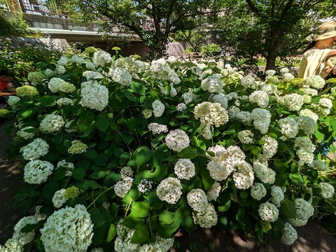 10.右岸紫陽花3+
