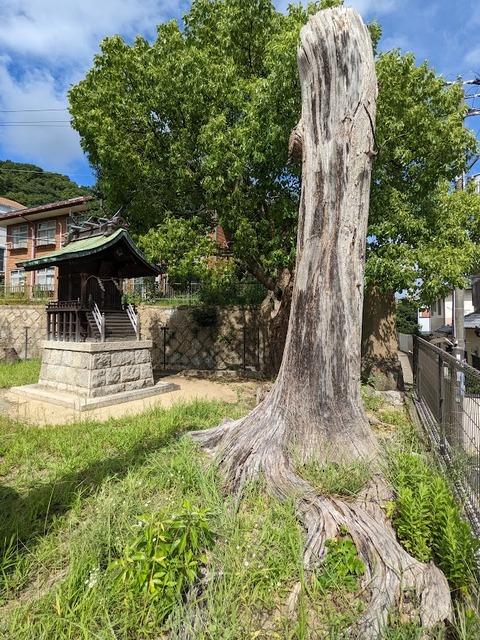 立ち枯れの木