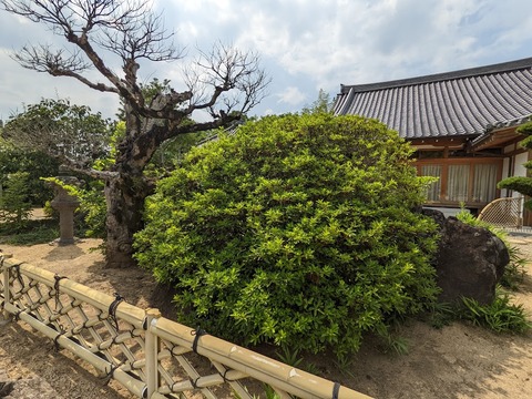 安楽寺庭園②