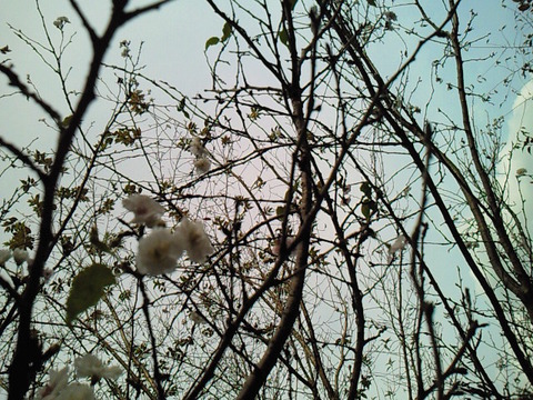 SBCA0120