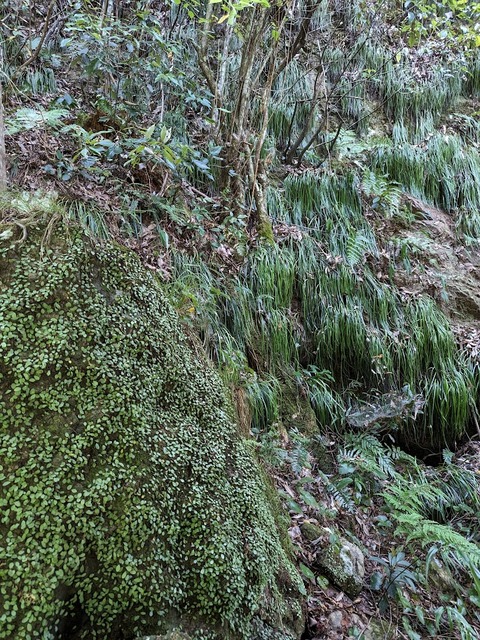 右手の植物たち
