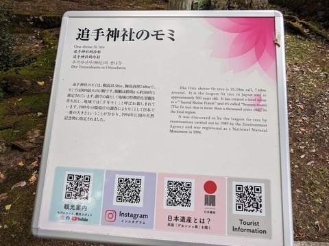 追手神社のモミ2