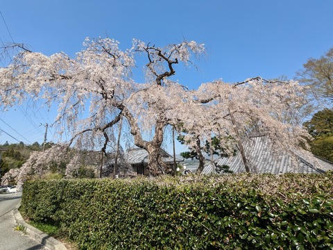 エドヒガン6