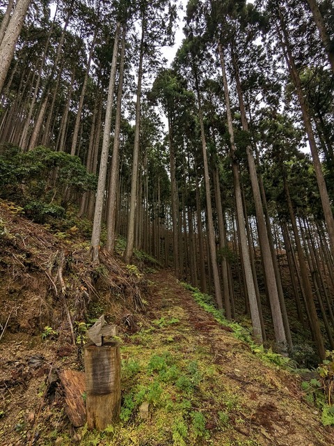 21.登山道4