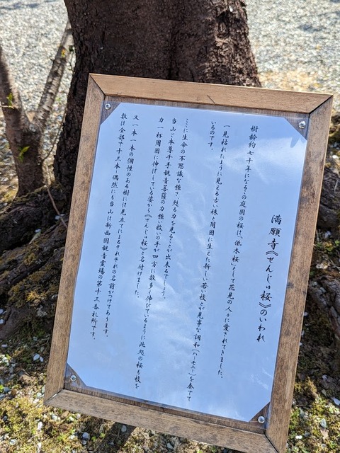 せんじゅの桜解説