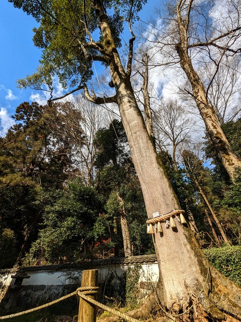 28.オガダマノキ