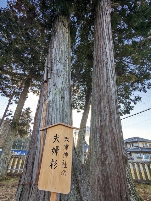 夫婦杉