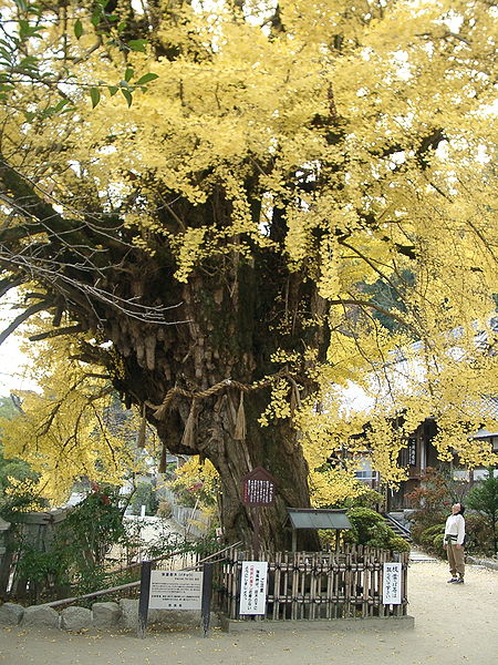 450px-KatsuragiHitokotonushi-jinja-ginkgo1