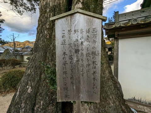 14.かやのき2