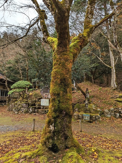 32.天目楓