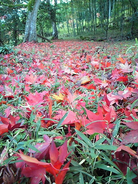 SBCA0020
