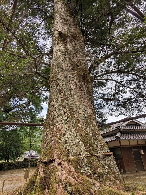 千年モミ4