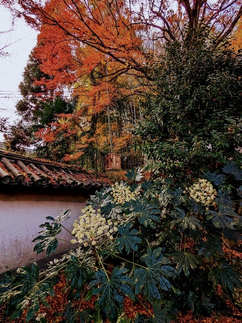 01.楼門と花と紅葉