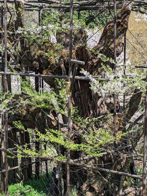 樽見の大桜14.