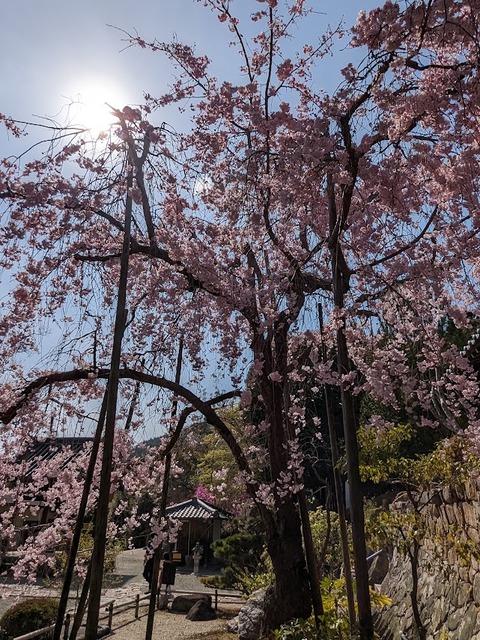 観音堂前の桜