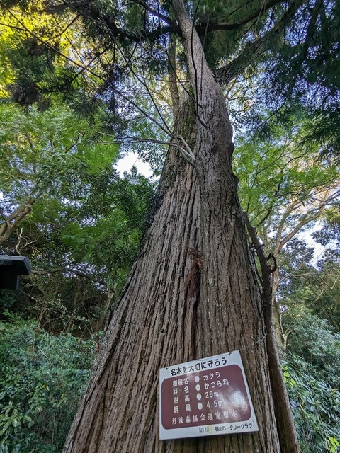22.カツラ