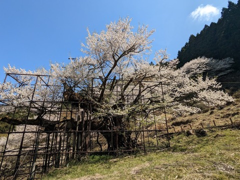 樽見の大桜7