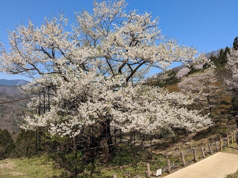 樽見の大桜11