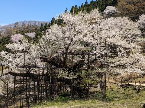 樽見の大桜8