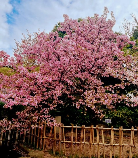 01.櫻守公園4