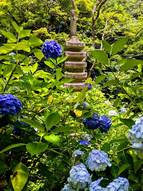 紫陽花と石塔