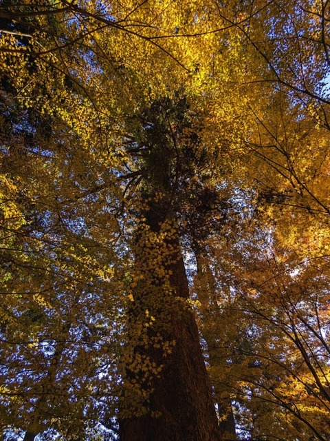 14.巨木のエリア