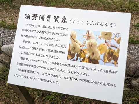 10.須磨浦普賢象桜解説