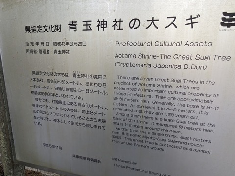 杉の解説