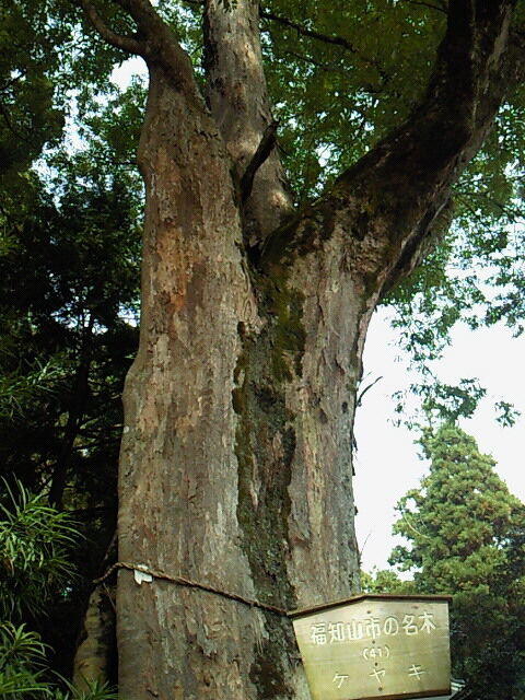 SBCA0015
