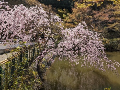 放生池の桜