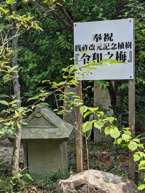 令和の梅